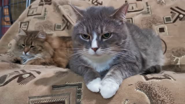 Vest funny cat.( Part 7)