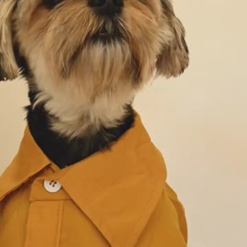 Cute dog with yellow dress ess
