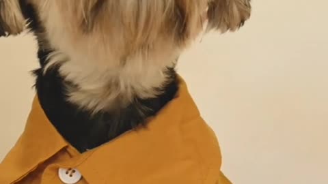 Cute dog with yellow dress ess