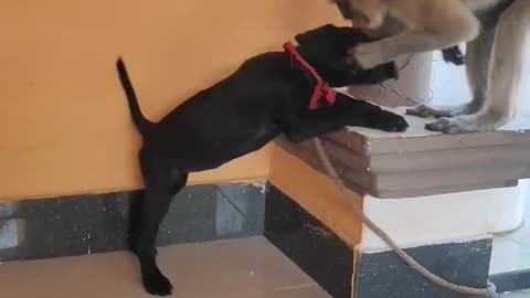 #ANIMAL MONKEY vs DOG FUNNY VEDO