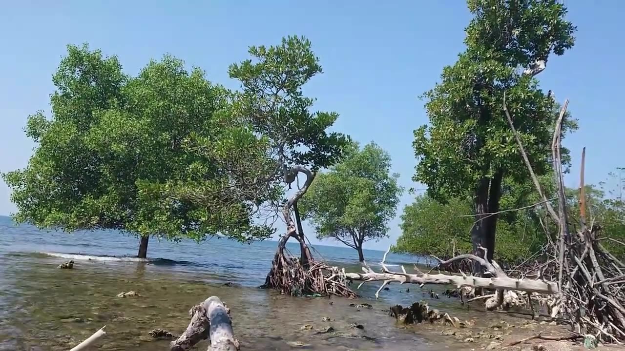 Calm waves on the beach and the Nature Video