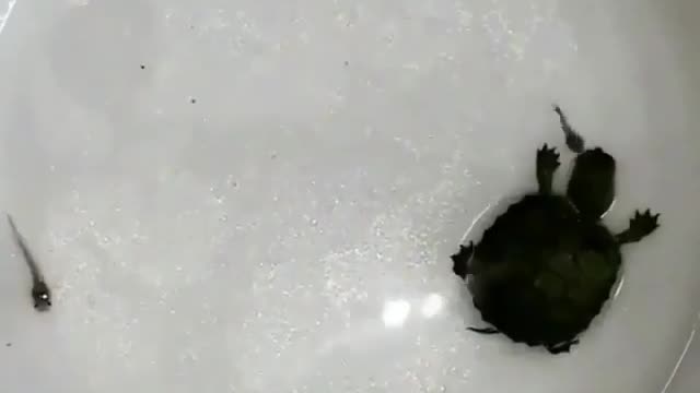 The black turtle is in the water.