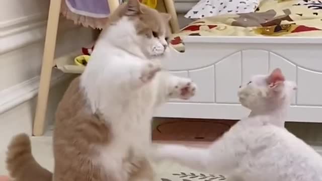 Funny friendly cat moment