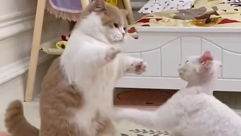 Funny friendly cat moment