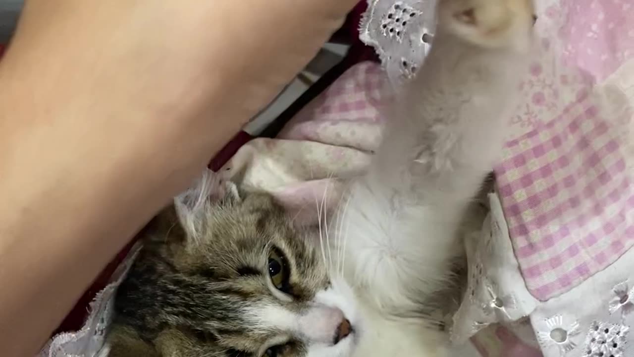 Girl Babies Her Cat While Doing Homework