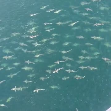 Terrifying moment HUGE shoal of sharks surround oil rig