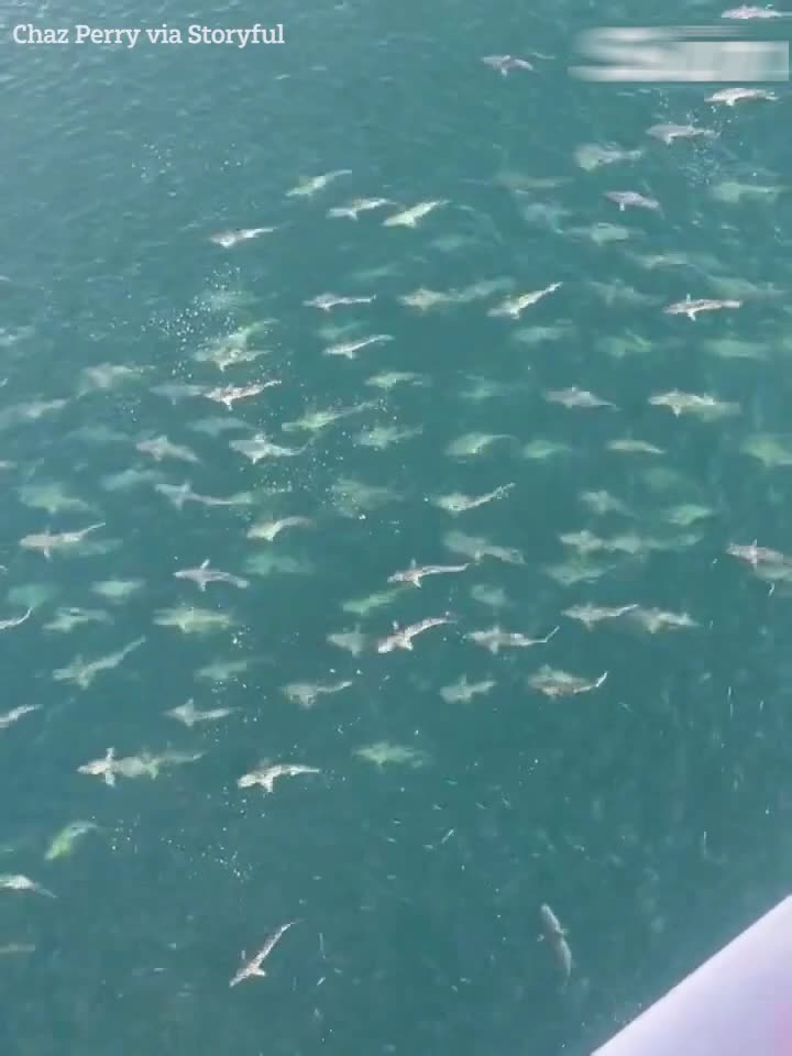 Terrifying moment HUGE shoal of sharks surround oil rig