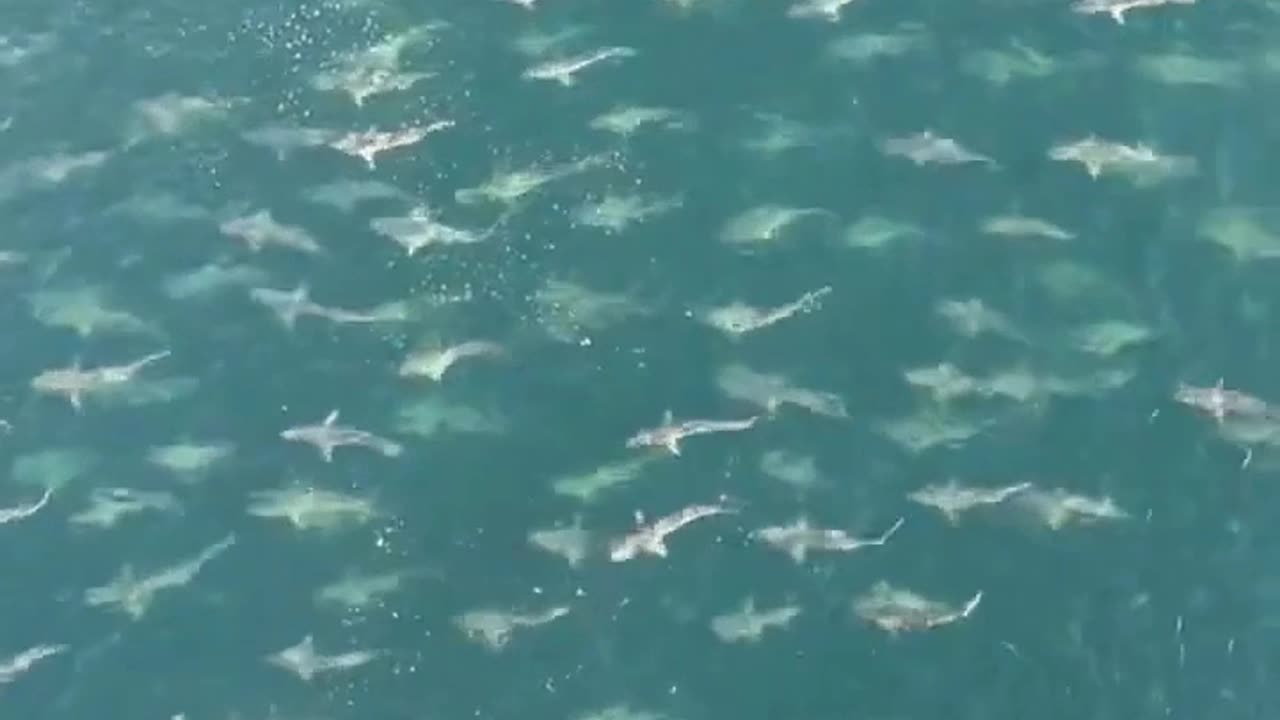 Terrifying moment HUGE shoal of sharks surround oil rig