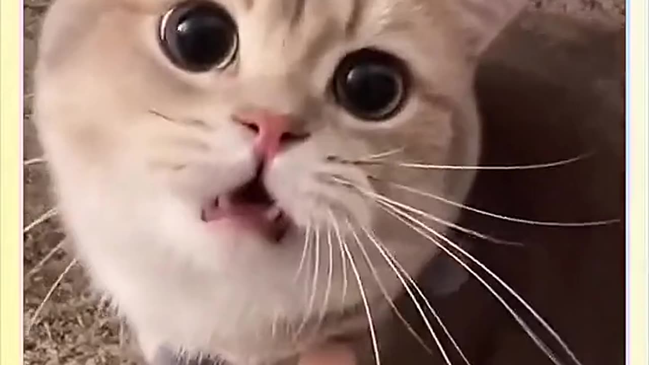 Hurry up and call your little cutie, come and see the cute cat