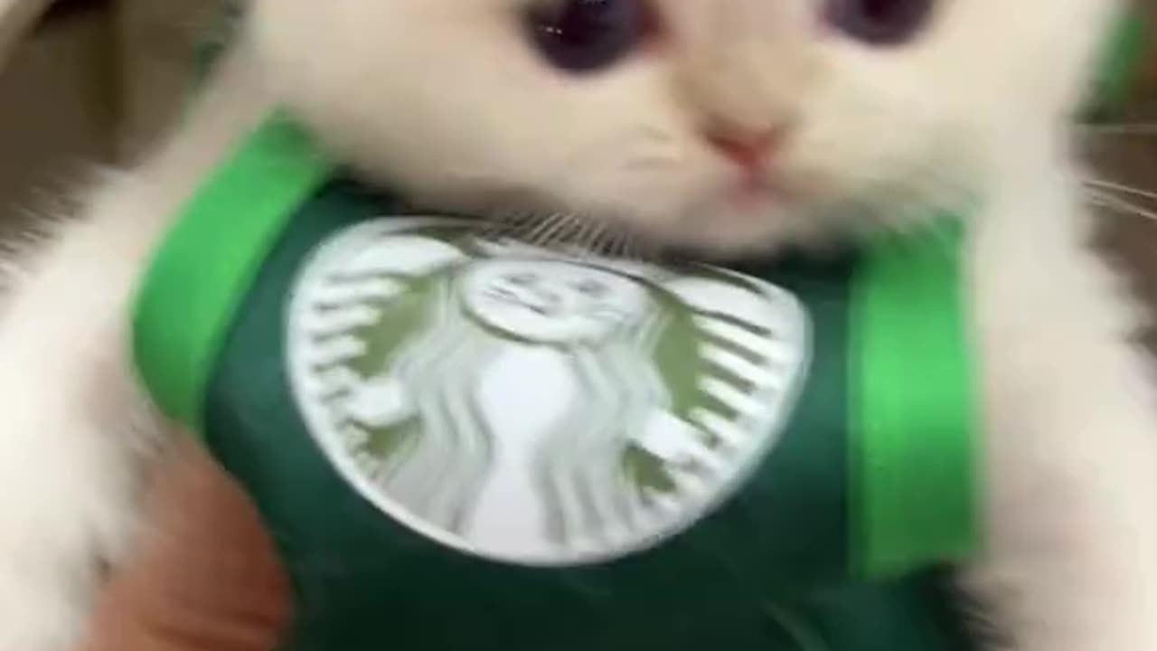CAT BUCKS