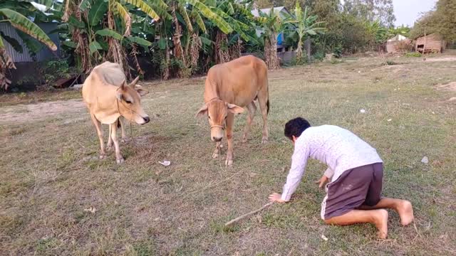 #funny #cute ❤ #cows and #animal part 12