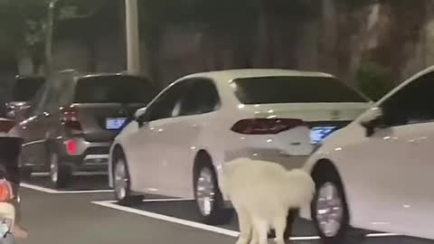 Smart puppy who can skateboard.