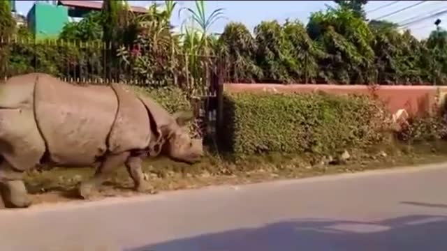 Sleeping 🐕 dog has surprised awakening from a curious rhino