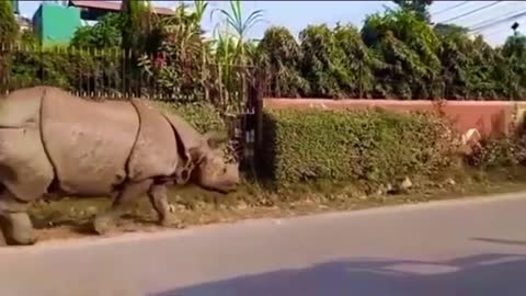 Sleeping 🐕 dog has surprised awakening from a curious rhino