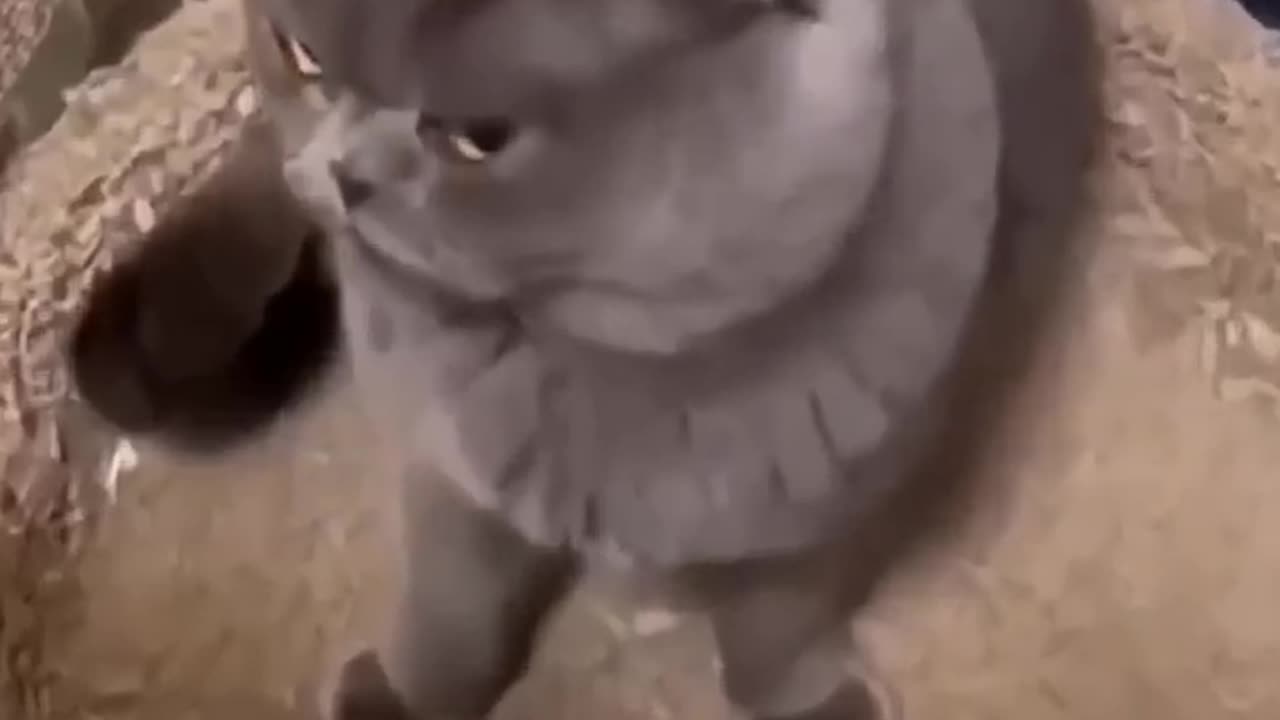 Cat funny videos 😅🥰so cute my cat 😍