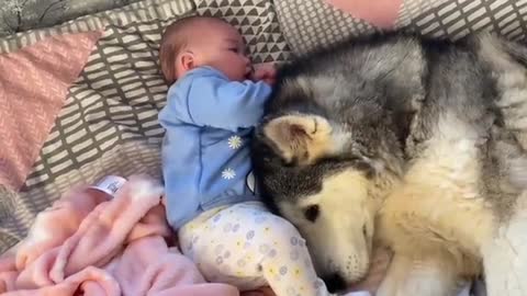 Husky thinks she my babies Mum!!..😭.