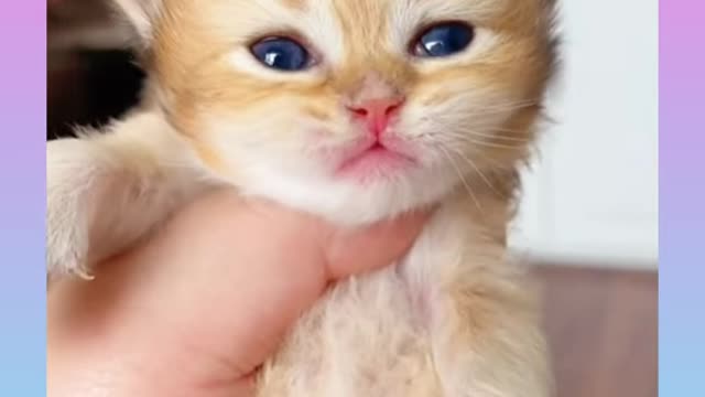 Cute and Funny Cat vs Dogs Videos Compilation 2021_