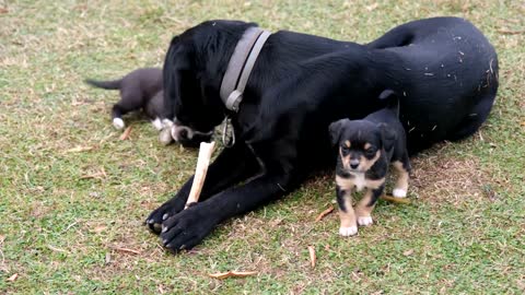 Dog playing with puppies