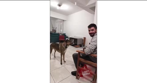 THIS HAVE TO BE THE CUTEST FUNNIEST ANIMAL VIDEO