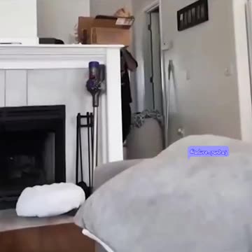 Is this what animals should do? 😆 #dog