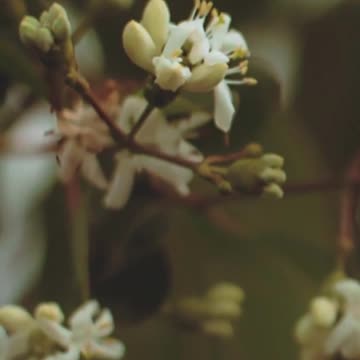 Find Your Calm: Discover How Relaxing This is! Volume 113v1