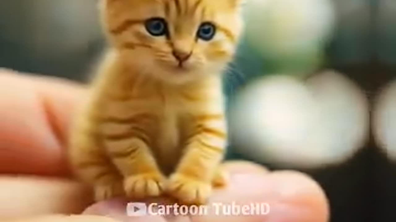 Cat Cute #Short