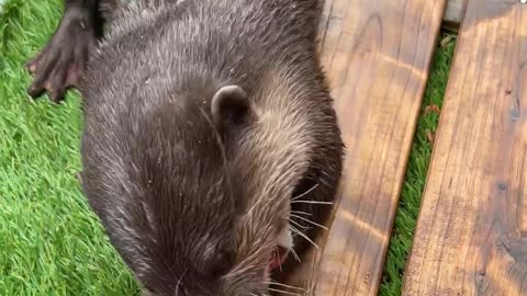 Enjoy this ASMR of an otter eating scallops to celebrate