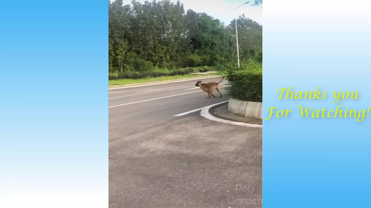 funny cat and dog video