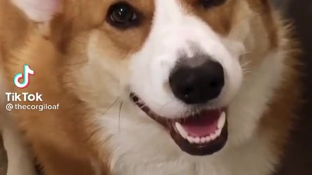 thecorgiloaf