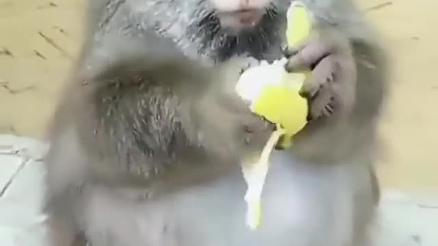 baby monkey eating banana is so cute