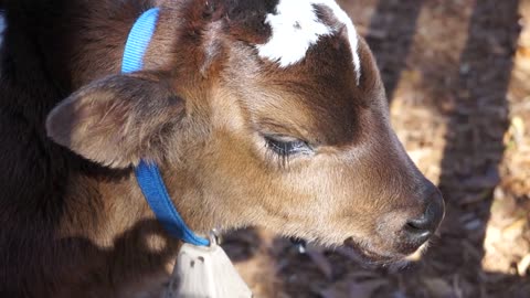 Calf Baby cow