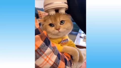Awesome Funny Pet Animals Videos 😇