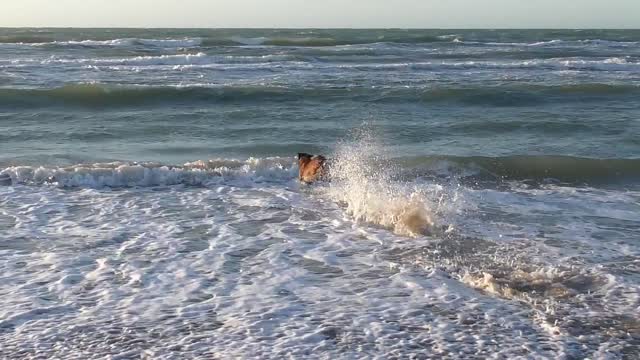 Watch this cute dog frolic with the beautiful sea water🐕🌤️