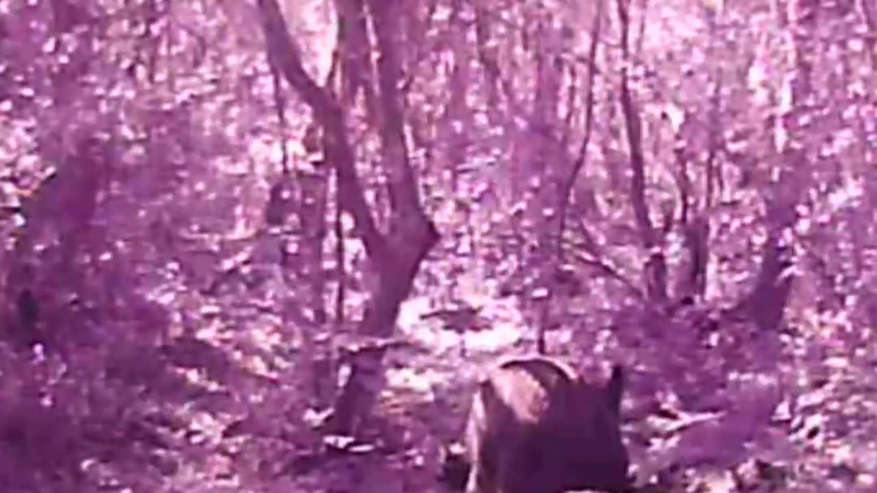 boar bathing.