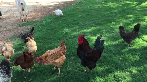 Rooster Crowing Chicken Free