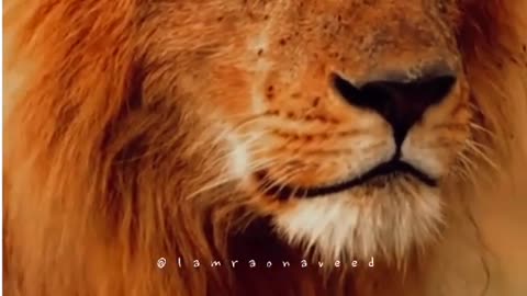 Lion motivation