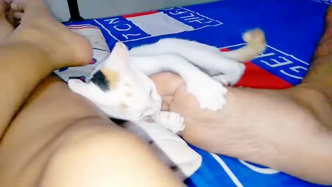 Cat playing and biting the legs (follow me)