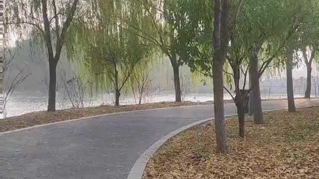 Many trees grew on both sides of the road