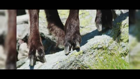 MOUNTAIN GOATS - These Creatures Don’t Care About The Laws Of Physics Despite Their Hooves1