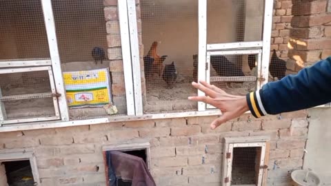 Set up of chickens on the roof of the house #shaher Main Dhiat