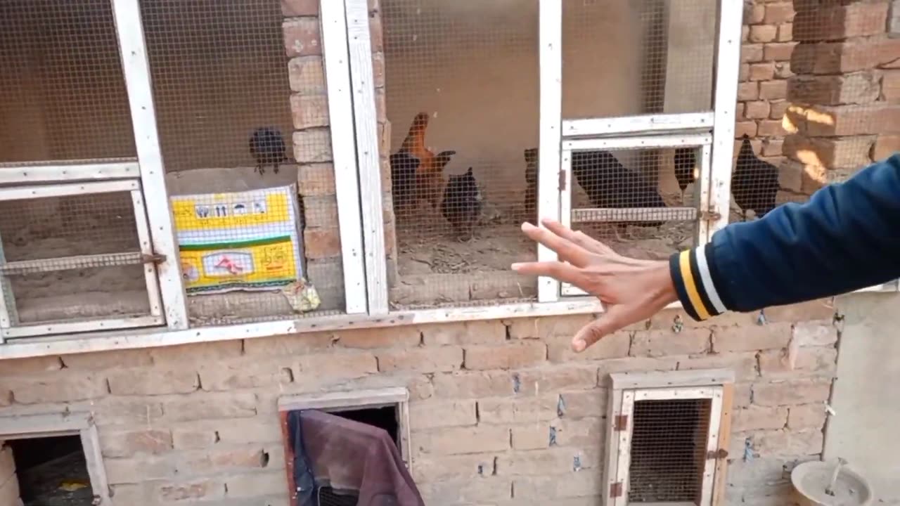 Set up of chickens on the roof of the house #shaher Main Dhiat
