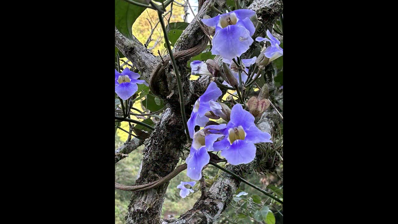 Creation - Flowers