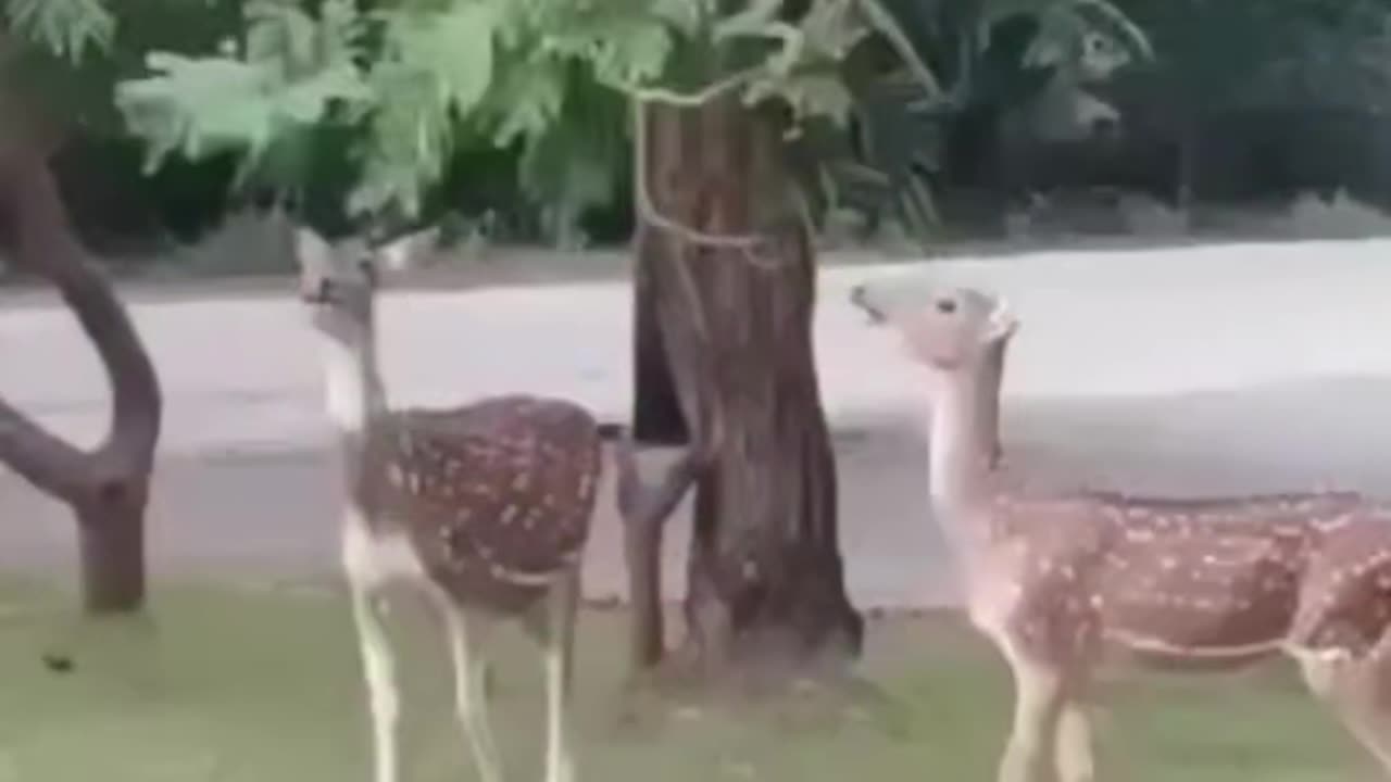 The monkey helped the deer to eat leaves from the tree.