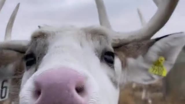 Is it a cow?