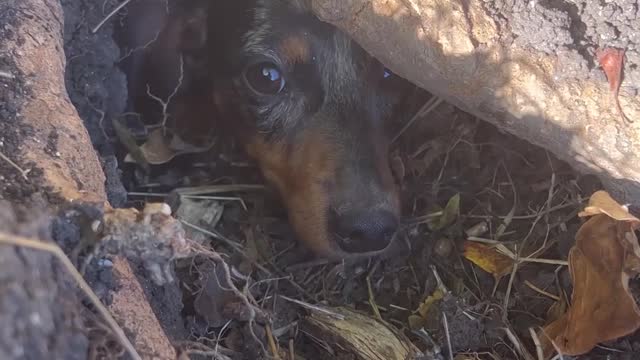 Helping Rosie the Mini Dachshund Lost in a Rabbit Hole