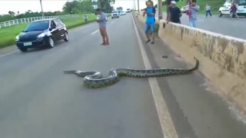 Why did the Anaconda cross the road?