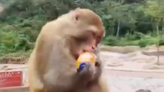 Funny animal video