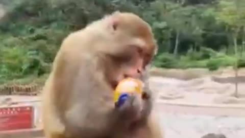 Funny animal video