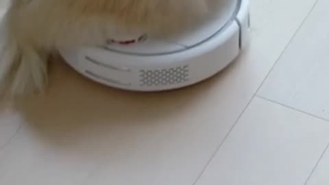 "Pawsome Housekeeper: Dog Takes Charge on Robotic Vacuum!"