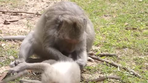 AZ Animals Watch a Lioness Save Her Zookeeper When The Male Lion Attacks Him Point-Blank 1 month ago